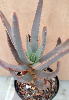 Aloidendron dichotomum