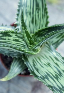 Aloe somaliensis