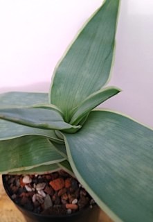 Aloe striata