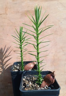 Araucaria angustifolia