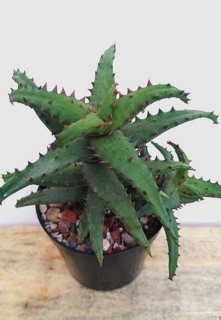 Aloe castilloniae