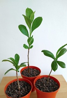 Baobab / Adansonia digitata
