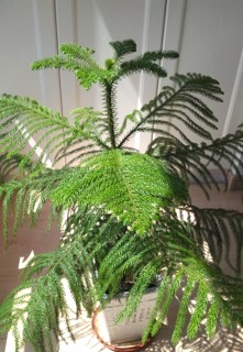 Araucaria heterophylla