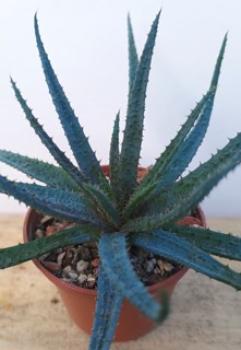 Aloe parvula