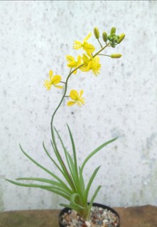 Bulbine wiesei