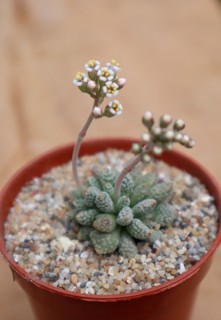 crassula ausensis v. titanopsis