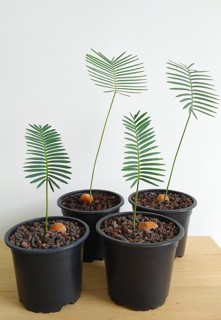 dioon edule