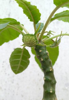 Dorstenia foetida