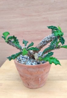 Euphorbia decaryi