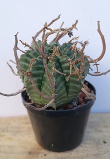 Euphorbia meloformis