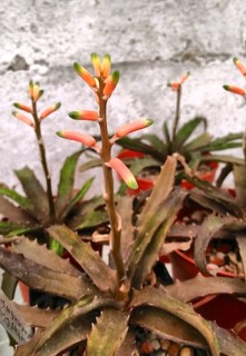 Lomatoph. sakaharensis