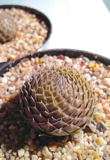 Orostachys spinosa