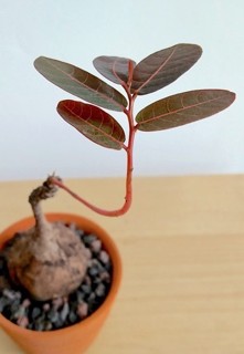 Phyllanthus mirabilis