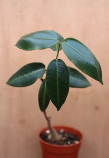 Petopentia natalensis