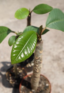 Plumeria rubra