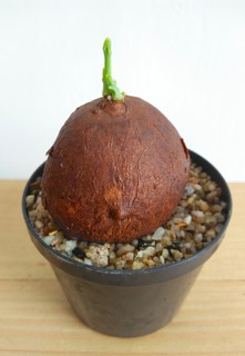 Stephania erecta