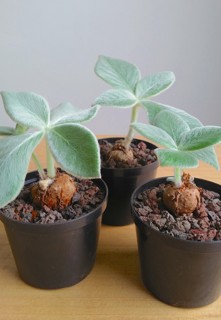 Sinningia leucotricha