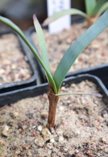 Welwitschia mirabilis
